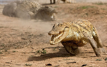 Animals, Reptile, Dust, Run Away, Run, Alligator HD wallpaper