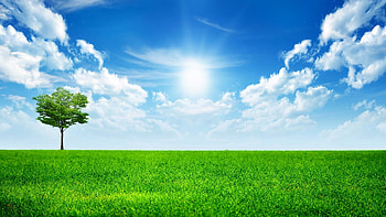 Tree, Nature, Tree , Michelle Muenzenmeyer HD wallpaper
