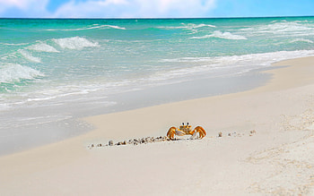 Beach crab , Coastal charm, Seaside vibes, Nature's beauty HD wallpaper