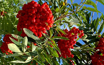 Rowan, rowanberries, Latvia, macro, tree HD wallpaper