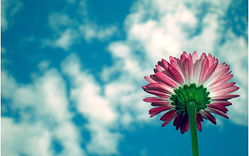 Flowers, Sky, Clouds, Flower, Daisy HD wallpaper