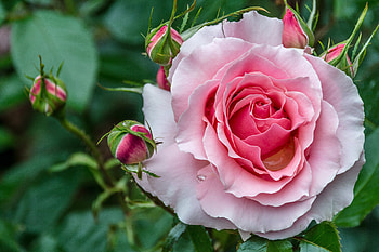 Rose, Flowers, Buds, Close up HD wallpaper