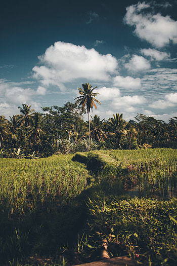 Nature, Grass, Sky, Palms, Summer HD phone wallpaper