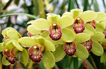 Flowers, Drops, Branch, Orchid, Exotic, Exotics HD wallpaper