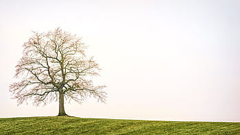 Solitary tree on a grassy hill against a bright sky, capturing the essence of nature's simplicity. HD wallpaper