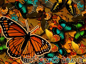 Butterfly Heaven, butterflies, words, collage HD wallpaper