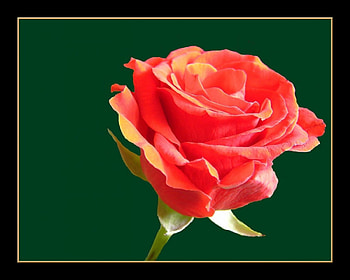 Red rose, flowers, roses HD wallpaper