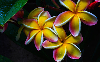 Plumeria, pink, black, yellow, flower, green, water drops HD wallpaper