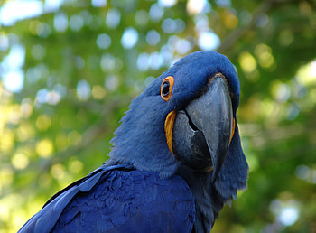 Blue Parrot, birds, blue, parrot HD wallpaper