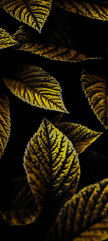 LoveLife, black, yellow, leaf HD phone wallpaper