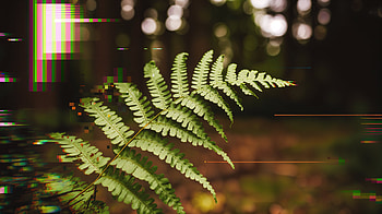 Serene Fern: A Stunning Ultra, fern, nature, forest, greenery, plant HD wallpaper