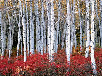 Landscape, Trees, Autumn HD wallpaper