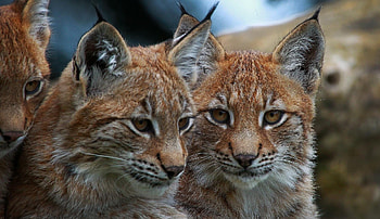 Animals, Iris, Predator, Wild Cat, Wildcat HD wallpaper