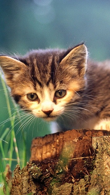 Cute Baby Cat, Pet Animal, Cat HD phone wallpaper