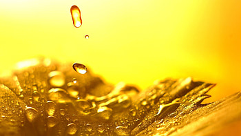 Drops, Macro, Surface, Sheet, Leaf, Petal HD wallpaper