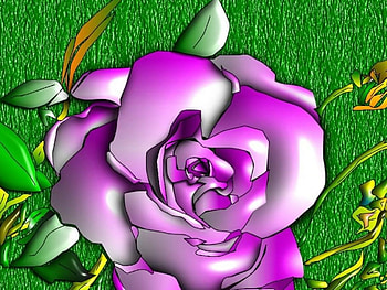 Rose, purple, abstract HD wallpaper