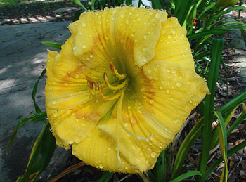 Yellow Flower Dew, yellow flower, nature, flowers, dew HD wallpaper