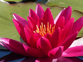 Waterlily, flower, green, red, garden, water, pond HD wallpaper