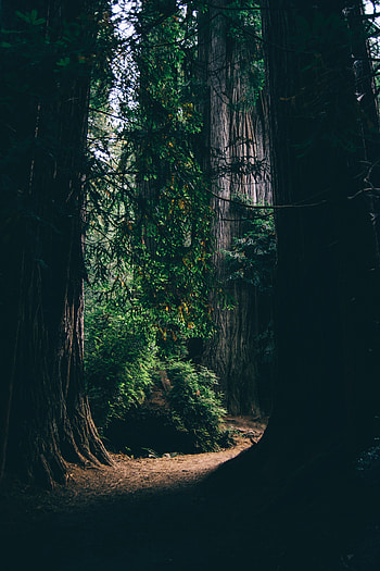 Nature, Trees, Dark, Forest, Shadows, Passage HD phone wallpaper
