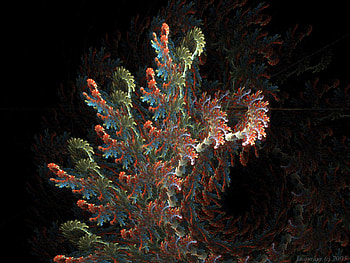 coral, mooi, koraal, apart HD wallpaper
