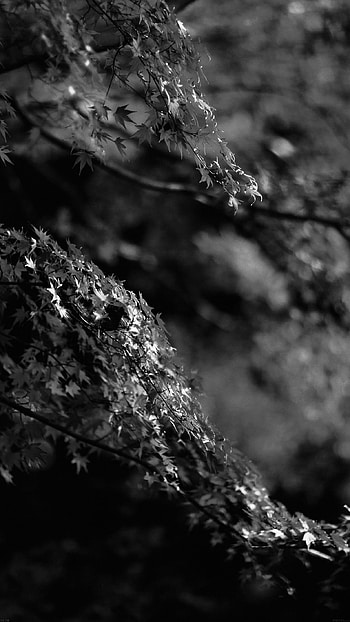 Japanese maple tree, Fall beauty, Black and white, Nature's contrast HD phone wallpaper
