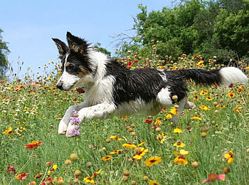 playful dog, dog, meadow, nature, flowers, spring, playful HD wallpaper