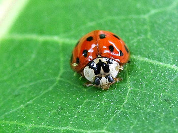 Ladybug, cool, , red HD wallpaper