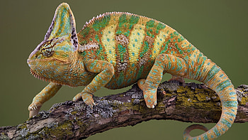 Animals, Branch, Striped, Color, Moss, Chameleon, Crawl HD wallpaper