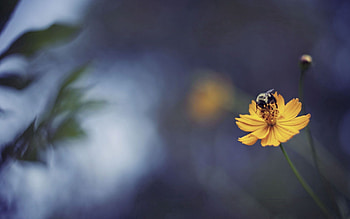 Flower, Macro, Glare, Shine, Light, Bee HD wallpaper