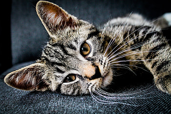 little tabby, kitten, tabby, cat, feline HD wallpaper