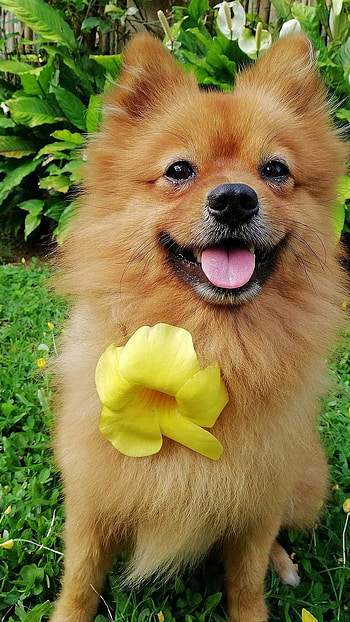 Pomeranian Dog, Cute Pomeranian HD phone wallpaper
