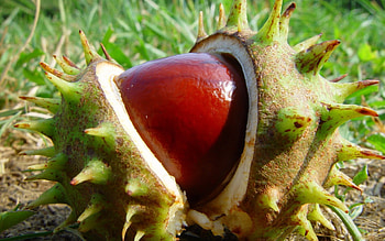 Chestnut , Nut-themed backgrounds, Artistic representations, Warm tones HD wallpaper