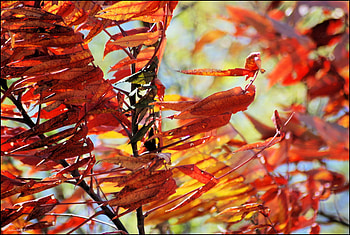 Autumn, other, beautiful, nature HD wallpaper