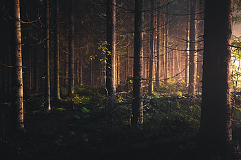 Trees, finland, forest, nature HD wallpaper