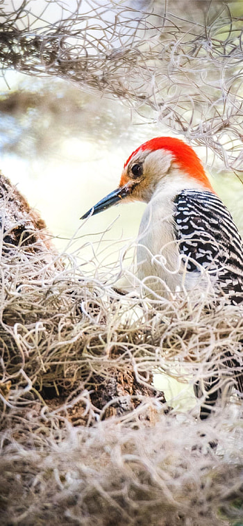 Woodpecker , Mobile charm, Nature's , Avian allure HD phone wallpaper