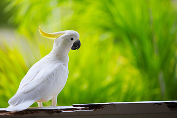 Cockatoo, Animals, Love at First Sight, Petbooktoday HD wallpaper