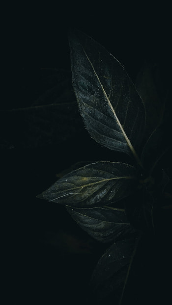 Leaf, feather, art HD phone wallpaper
