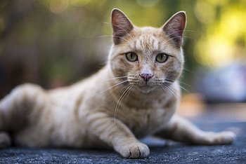 Animals, Cat, Muzzle, Striped, Sight, Opinion HD wallpaper