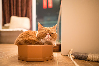 Cat, kitten, kitty, cats, cute, sleepy, sleeping, beauty, animals, hat, sweet, beautiful, paws, cat face, pretty, face, lovely HD wallpaper