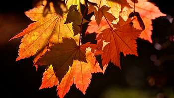 Fall leaves , Autumn beauty, Nature's palette, Scenic backgrounds HD wallpaper