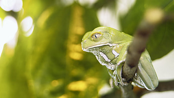 Animals, Leaves, Greens, Frog HD wallpaper