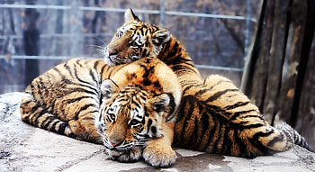 Animals, Stones, Predators, Couple, Pair, To Lie Down, Lie, Tiger Cubs HD wallpaper