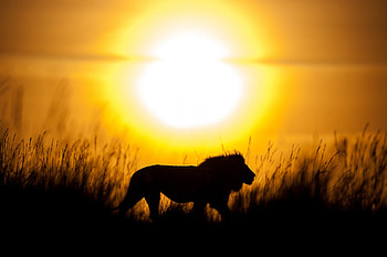 Lion Silhouette, lion, animals, silhouette HD wallpaper