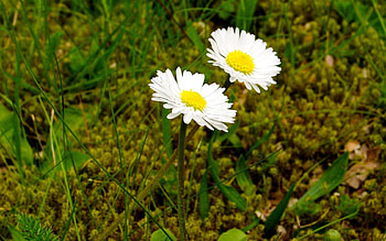 Flowers, Grass, Summer, Camomile, Close-Up HD wallpaper