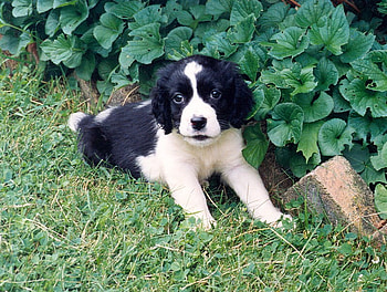 SWEET PUPPY IN GRASS, playing, friendly, cute, adorable, likes HD wallpaper