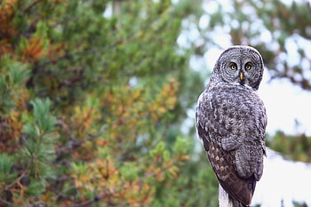 Animals, Owl, Feather, Bird, Predator, Sight, Opinion HD wallpaper