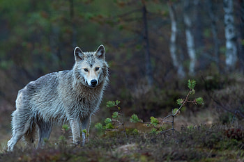 Animals, Forest, Predator, Wildlife, Beast, Coyote HD wallpaper