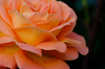 Macro, petals, rose, flower HD wallpaper