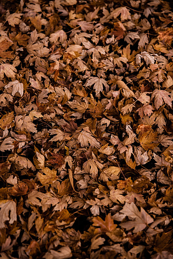 Nature, Autumn, Leaves, Dry, Maple HD phone wallpaper