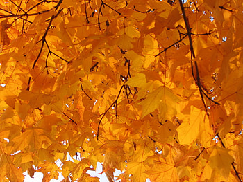 leaves of gold, leaves, yellow, branches, nature, gold HD wallpaper